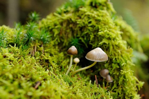 Mushrooms emerging from a fresh mossy background in a detailed natural environment, Pointed cone