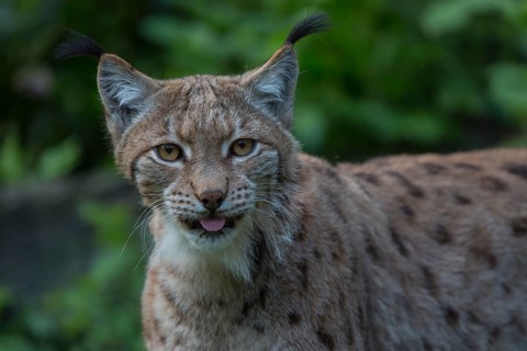 One Eurasian (Carpathian) lynx, Lynx lynx carpathicus, standing in lush vegetation with tree logs