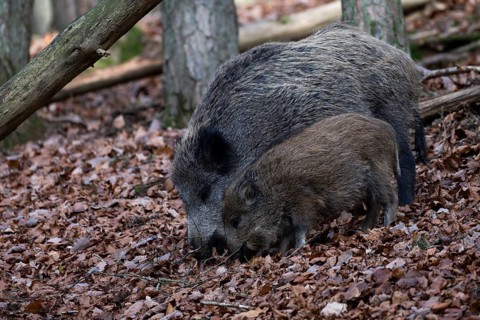 Wild boar (Sus scrofa), female with young boar, Daun, Germany, Europe