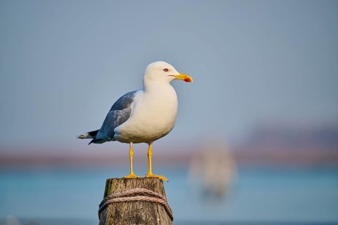 Yellow-legged gull (Larus michahellis) sitting on a wood, Venice, Italy, Europe