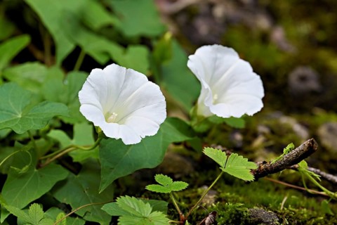 Flowers of two white larger bindweeds (Calystegia sepium), Switzerland, Europe