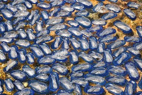 Sail jellyfish (Velella velella) washed up on the beach near Bonifacio, Corsica, Mediterranean Sea,