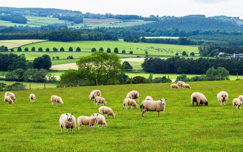 Sheeps and Farms in Yorkshire Dales National Park, North Yorkshire, England, United Kingdom, Europe