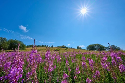 Blooming sally (Epilobium angustifolium), meadow in front of a hill under a clear sky, Abtsroder