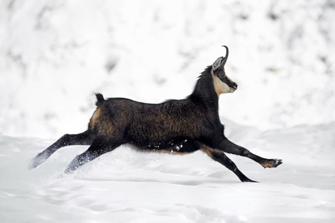 Alpine chamois (Rupicapra rupicapra) female in dark winter coat running down snow covered mountain