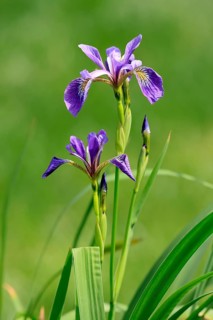 American marsh iris (Iris versicolor), flower, in bloom, at a pond, Ellerstadt, Germany, Europe