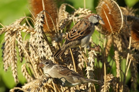 House sparrow (Passer domesticus) female and male foraging in a wheat field, Allgäu, Bavaria,