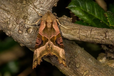 An agate owl (Phlogophora meticulosa) with camouflage patterns on a tree trunk, Baden-Württemberg,