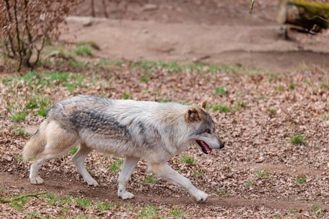 An adult male grey wolf (Canis lupus lupus) runs across a leaf covered meadow at the edge of the