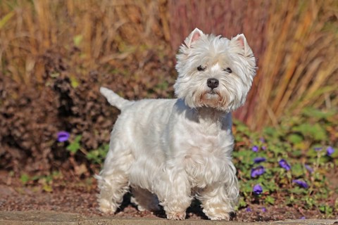 West Highland White Terrier, White Highland Terrier, Westie