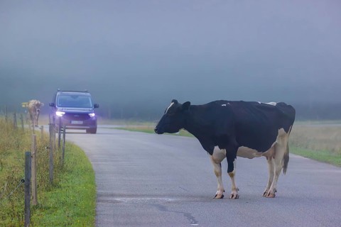 A Holstein Friesian cow is standing on a road and blocking traffic. Eng Valley, Austria, Europe