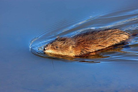 Muskrat (Ondatra zibethicus) adult, swimming, in the water, foraging, Moss Landing, Monterey,