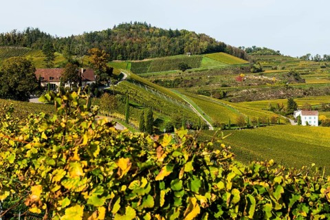 Vineyards and winery with palm trees and cypresses in autumn, Blankenhornsberg, near Ihringen,