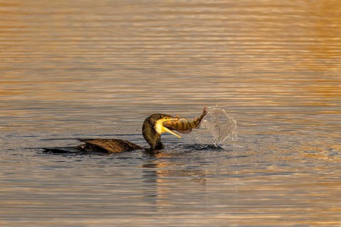 Bird has just caught fish in its beak, water splashes high during the hunt, Cormorant,