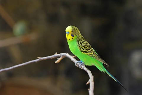 Budgerigar (Melopsittacus undulatus), adult, natural colours, on a branch, captive, occurrence in