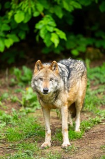 European gray wolf (Canis lupus lupus) in the forest, Germany, Europe