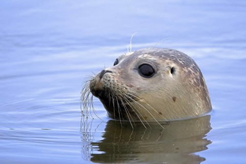 Young common seal, harbour seal (Phoca vitulina) close-up of juvenile swimming in the North Sea