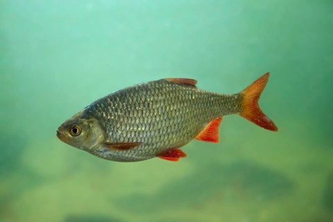 Common rudd (Scardinius erythrophthalmus), bentho-pelagic freshwater fish native to Europe and