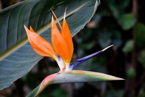 Bird of paradise flower, Strelitzia (Strelitzia reginae), Germany, Europe