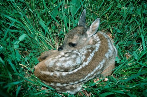 Roe Deer (Capreolus capreolus) fawn, Lower Saxony Lower Saxony, Germany, Europe