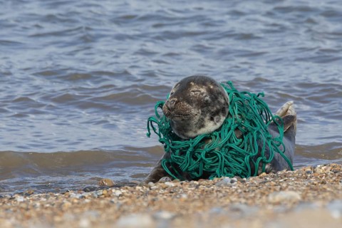 Grey seal (Halichoerus grypus) adult animal sleeping on a beach with netting wrapped around its