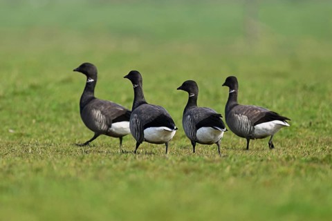 Brent geese (Branta bernicla), standing on a meadow, West Frisian Islands, province of North