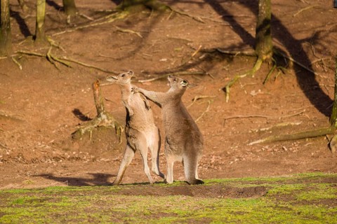 Two Eastern Gray Kangaroos, Macropus giganteus, fighting in a meadow in the late light