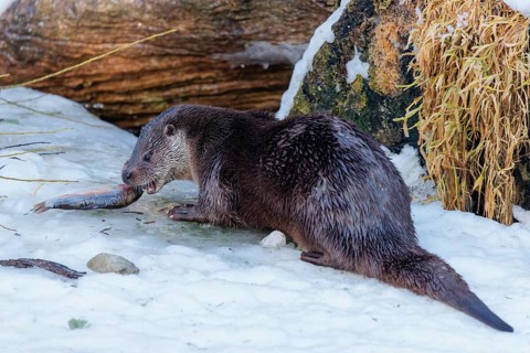 On a sunny day an otter (Lutra lutra) sits in the snow in front of a root of a dead tree and eats a