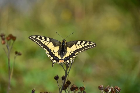 Swallowtail (Papilio machaon) seen in Berchtesgaden National Park, Bavaria, Germany, Europe