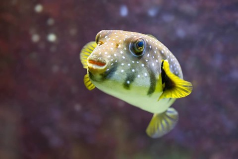 White-spotted puffer fish (Arothron hispidus) swimming under water, captive, Germany, Europe