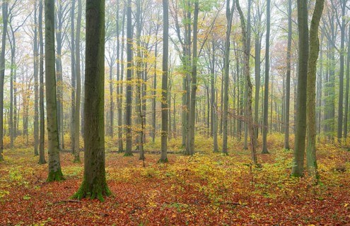 Near-natural deciduous forest in autumn with colourful leaves, copper beech (Fagus sylvatica), fog