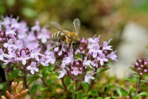 Honey bee (Apis mellifera), collecting nectar on wild thyme (Thymus pulegioides), Switzerland,