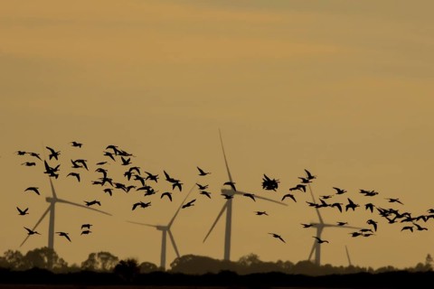 Barnacle goose (Branta leucopsis) silhouette of birds flying at sunset with wind turbines of a