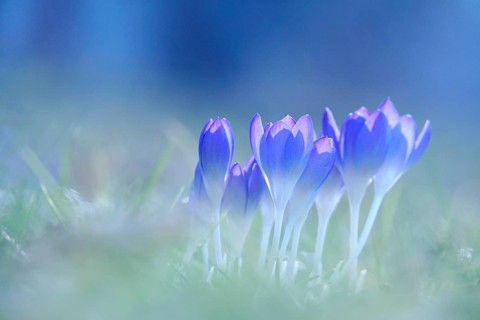 Crocus blossom, February, Germany, Europe