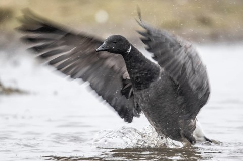 Brent goose (Branta bernicla), Amrum, Schleswig-Holstein, Germany, Europe