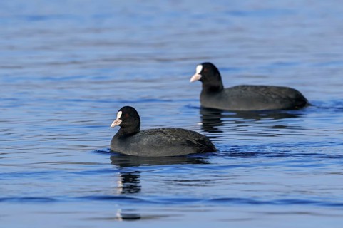 Two Eurasian coots, common coot (Fulica atra) swimming in lake in winter