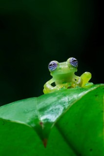 Ghost Glass Frog (Sachatamia ilex) sitting on leaf, Costa Rica, Central America