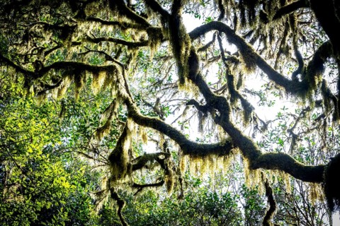 Laurel trees with mosses and lichens, Garajonay National Park, La Gomera, Canary Islands, Spain,