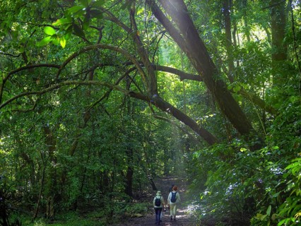 Jungle, light and haze, hiker, Tangoko National Park, Sulawesi, Indonesia, Asia