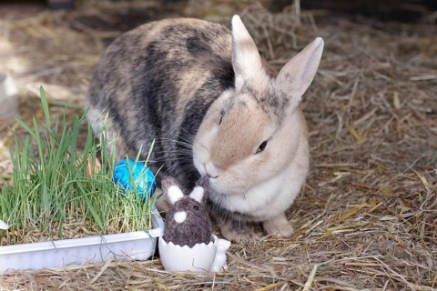 Easter, decoration, Easter egg, rabbit, Easter nest, Easter bunny, A cute picture of a rabbit with