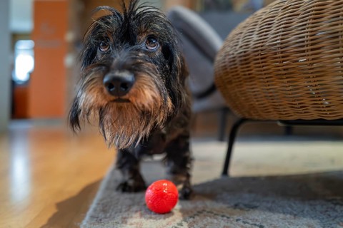 Rough-haired dachshund (Canis lupus), male, playing with a ball in the living room