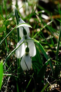 Snowdrops in a meadow, Winter, Germany, Europe