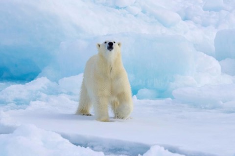 Lone polar bear (Ursus maritimus) hunting on pack ice, picking up scent of prey in the Arctic Ocean