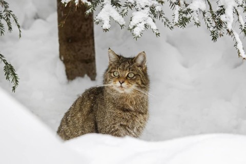 European wild cat (Felis silvestris silvestris) sitting in the snow in winter