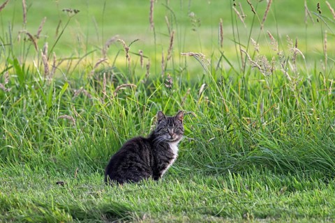 Domestic cat (Felis silvestris catus) in meadow ready to go hunting