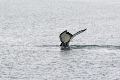Diving fluke of a humpback whale, Juneau, Inside Passage, Alaska, USA, North America