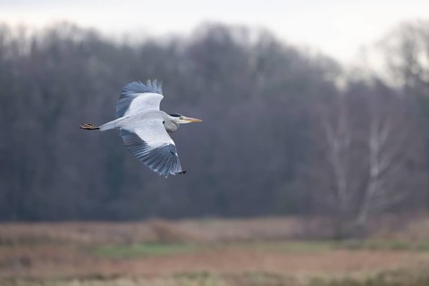 Grey heron (Ardea cinerea), also heron in flight, North Rhine-Westphalia, Germany, Europe