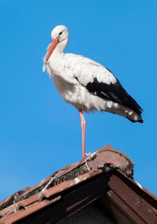 White stork (Ciconia ciconia) standing on the roof of a house, blue sky, Lower Saxony, Germany,