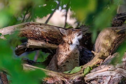 A young Eurasian lynx (Lynx lynx) sits in a broken tree and looks to the camera