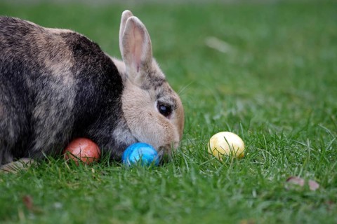 Rabbit (Oryctolagus cuniculus domestica), pet, Easter, Easter egg, garden, A brown domestic rabbit